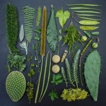 bloementrend vetplanten
