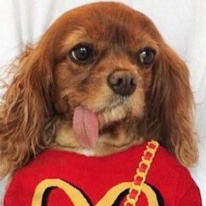 Toast instagram-dieren