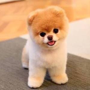 boo instagram-dieren