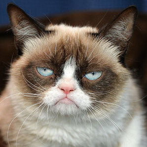 grumpy cat instagram-dieren
