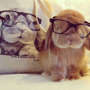rambo instagram-dieren