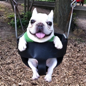 sir barkley instagram-dieren