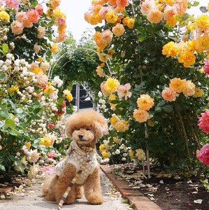 sweetie cocoa instagram-dieren